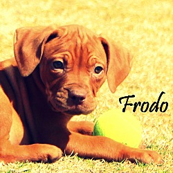 Thumbnail photo of Frodo~adopted! #2