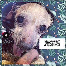 Photo of Possum