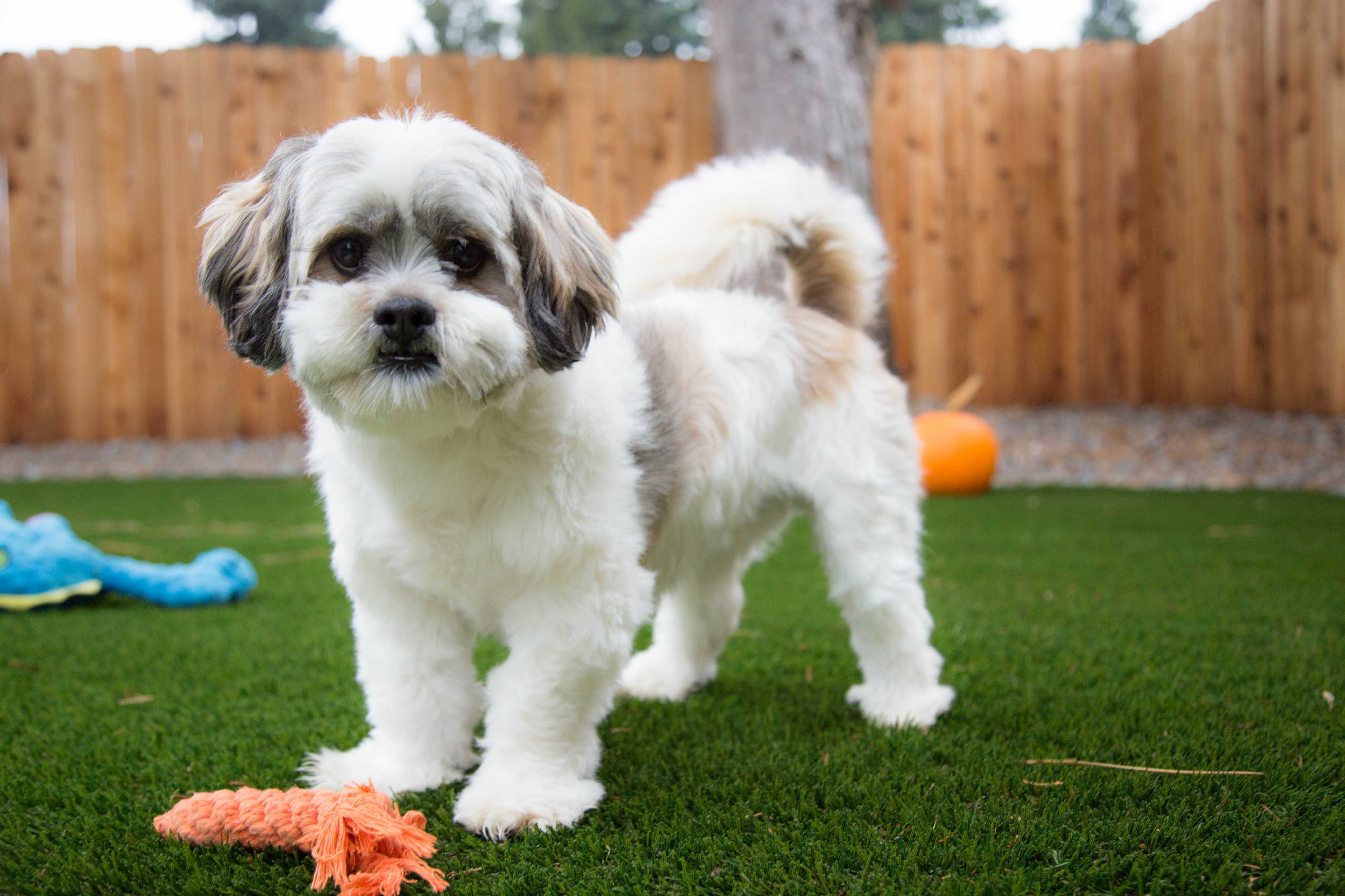 Vancouver Wa Lhasa Apso Meet Luigi A Pet For Adoption
