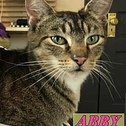 Available Pets At Sweet Dream House Rescue In Cincinnati Ohio