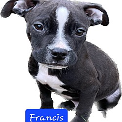 Thumbnail photo of Francis #1