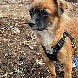 Bristol, CT - Chihuahua. Meet Solana a Pet for Adoption - AdoptaPet.com