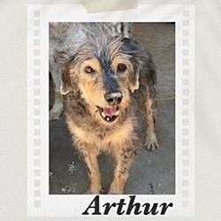 Photo of Arthur