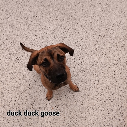 Thumbnail photo of Duck Duck Goose #2
