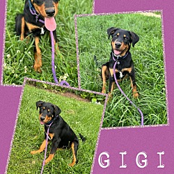 Photo of Gigi