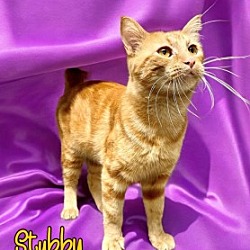 Photo of Stubby 123830