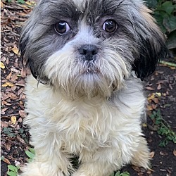 Thumbnail photo of Shih Tzu Sherman #3