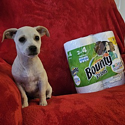 Thumbnail photo of Bounty #1