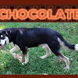 Thumbnail photo of Chocolate #1