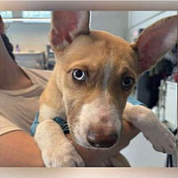adopt a pet
