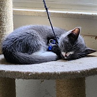 adopt a pet