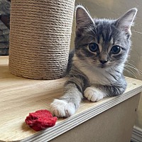 adopt a pet