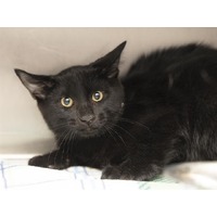 adopt-pet