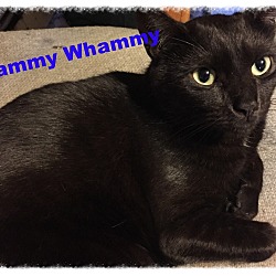 Thumbnail photo of Sammy Whammy #2