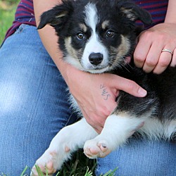 Thumbnail photo of Tiffy~adopted! #2