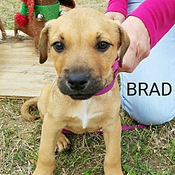 Thumbnail photo of Brad #1