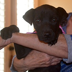Thumbnail photo of Fannie ADOPTED! #2
