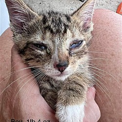 Thumbnail photo of FOSTERS NEEDED FOR KITTENS! #1