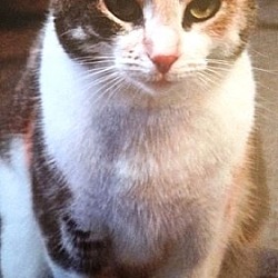Photo of Cami - cat - Courtesy Listing