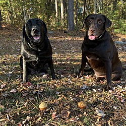 bonded pet photo