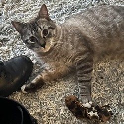 Photo of Goliath