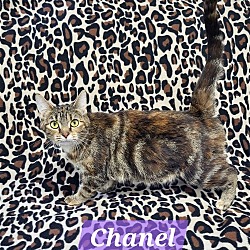 Thumbnail photo of Chanel #3