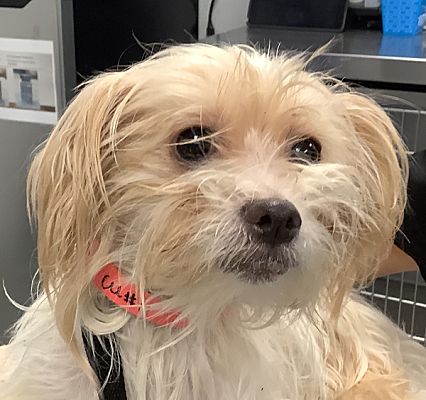 Pomona, Ca - Maltese. Meet Princess A Pet For Adoption - Adoptapet.com