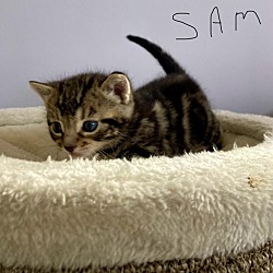 Photo of Sammy***adoption Pending***