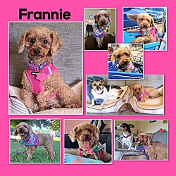 Thumbnail photo of Frannie #1