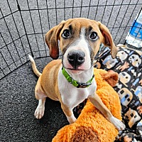 adopt a pet