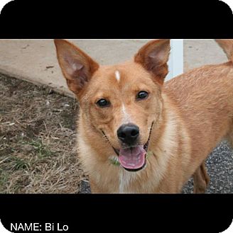 golden retriever fox terrier mix