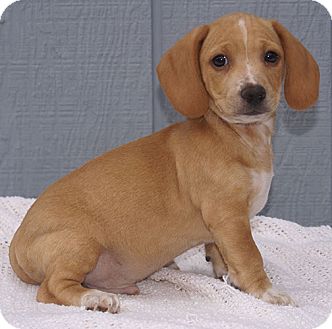 Allentown Pa Beagle Meet Major A Pet For Adoption