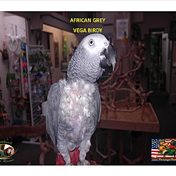 Thumbnail photo of African Grey “Vega Birdy” #1