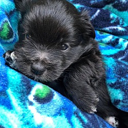 Photo of Puppy/White Nose & Toes