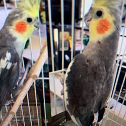 Photo of Two Cockatiels