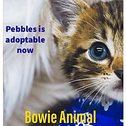 Thumbnail photo of Pebbles #3