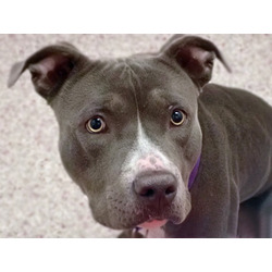 Photo of GIDGET*