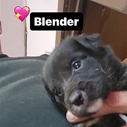 Thumbnail photo of Blender #4