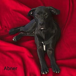 Thumbnail photo of Abner #1