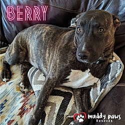 Thumbnail photo of Berry #3