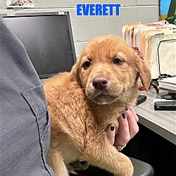Photo of Everett (NY-Shari)
