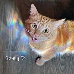 Thumbnail photo of Sunny D #4