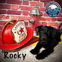 Thumbnail photo of Rocky #1