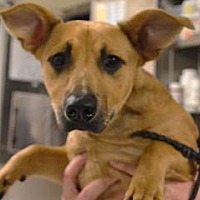 adopt a pet