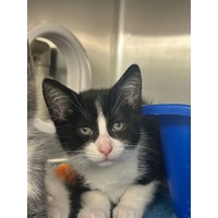 adopt-pet