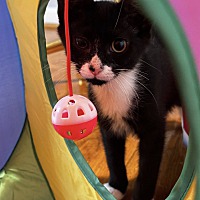 adopt a pet