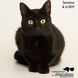 Thumbnail photo of Jasmine #3
