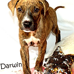 Thumbnail photo of Darwin ~ meet me! #3