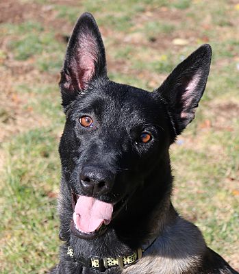 Boise, ID - Belgian Malinois. Meet Mira a Pet for Adoption - AdoptaPet.com