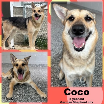 Photo of Coco